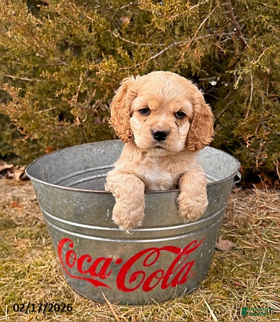 English Cocker Spaniel dogs Milo - Ad 1