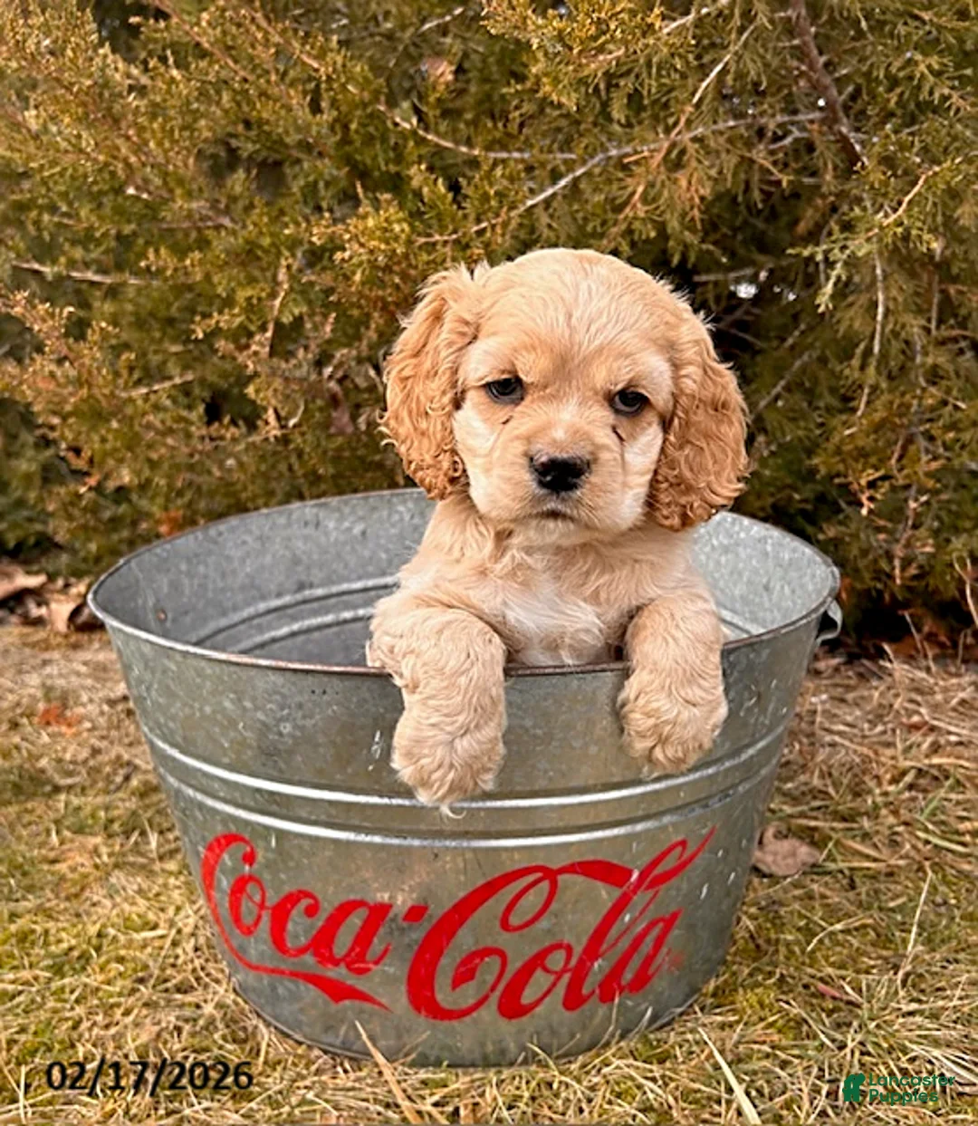 English Cocker Spaniel dogs for sale: Milo - Ad 1