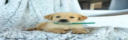 Golden Retriever dogs for sale: Gigi - Ad 3