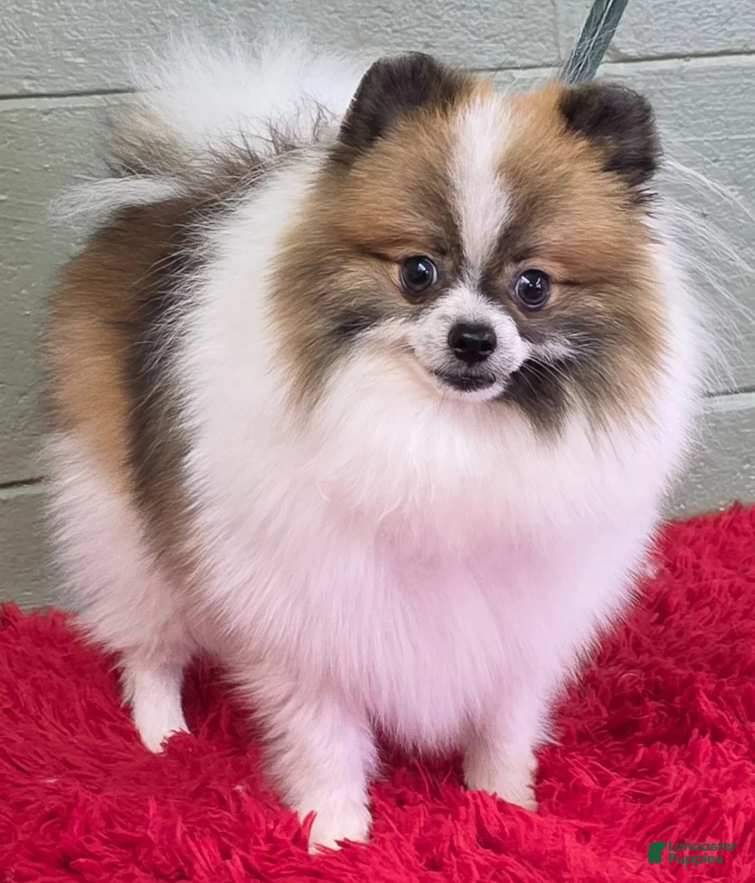 Pomeranian dogs for sale: Bits - Ad 2