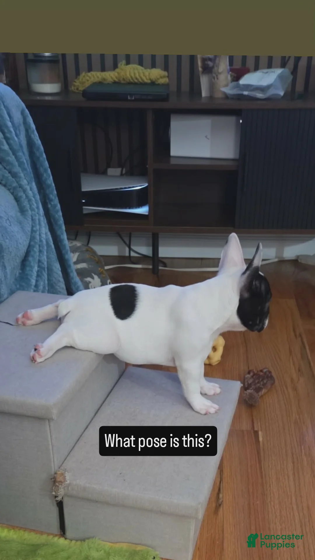 French Bulldog dogs for sale: Cruella French bulldog  - Ad 3