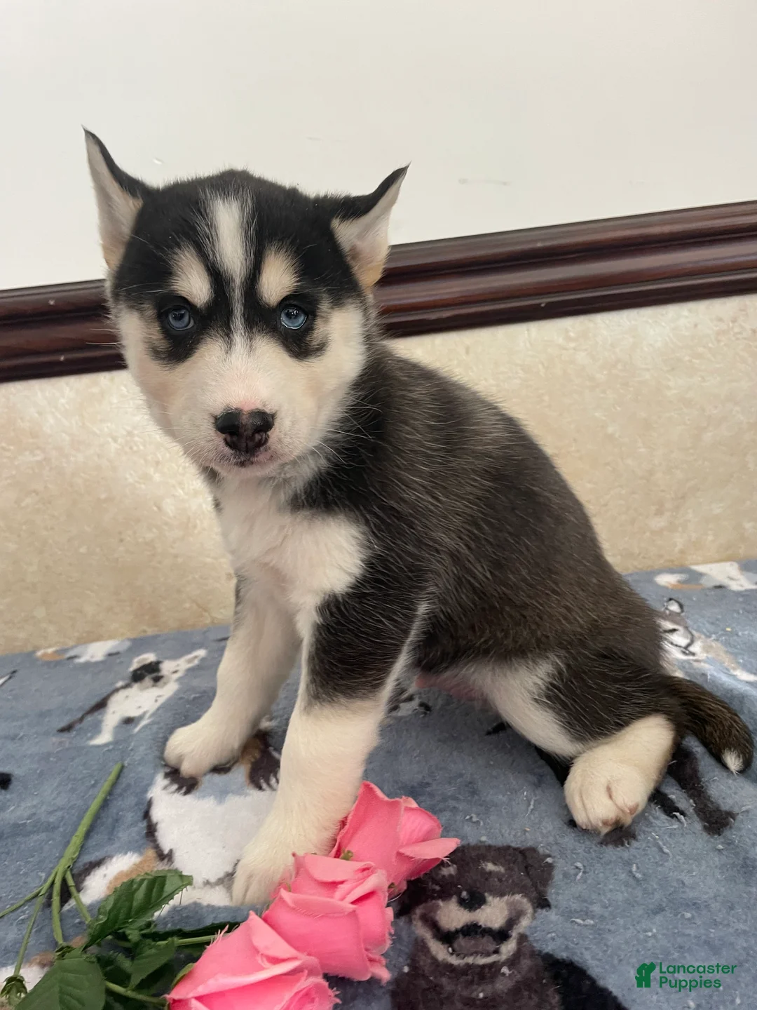 Pomsky dogs for sale: Joey - Ad 1