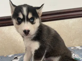 Pomsky dogs Joey - Ad 25