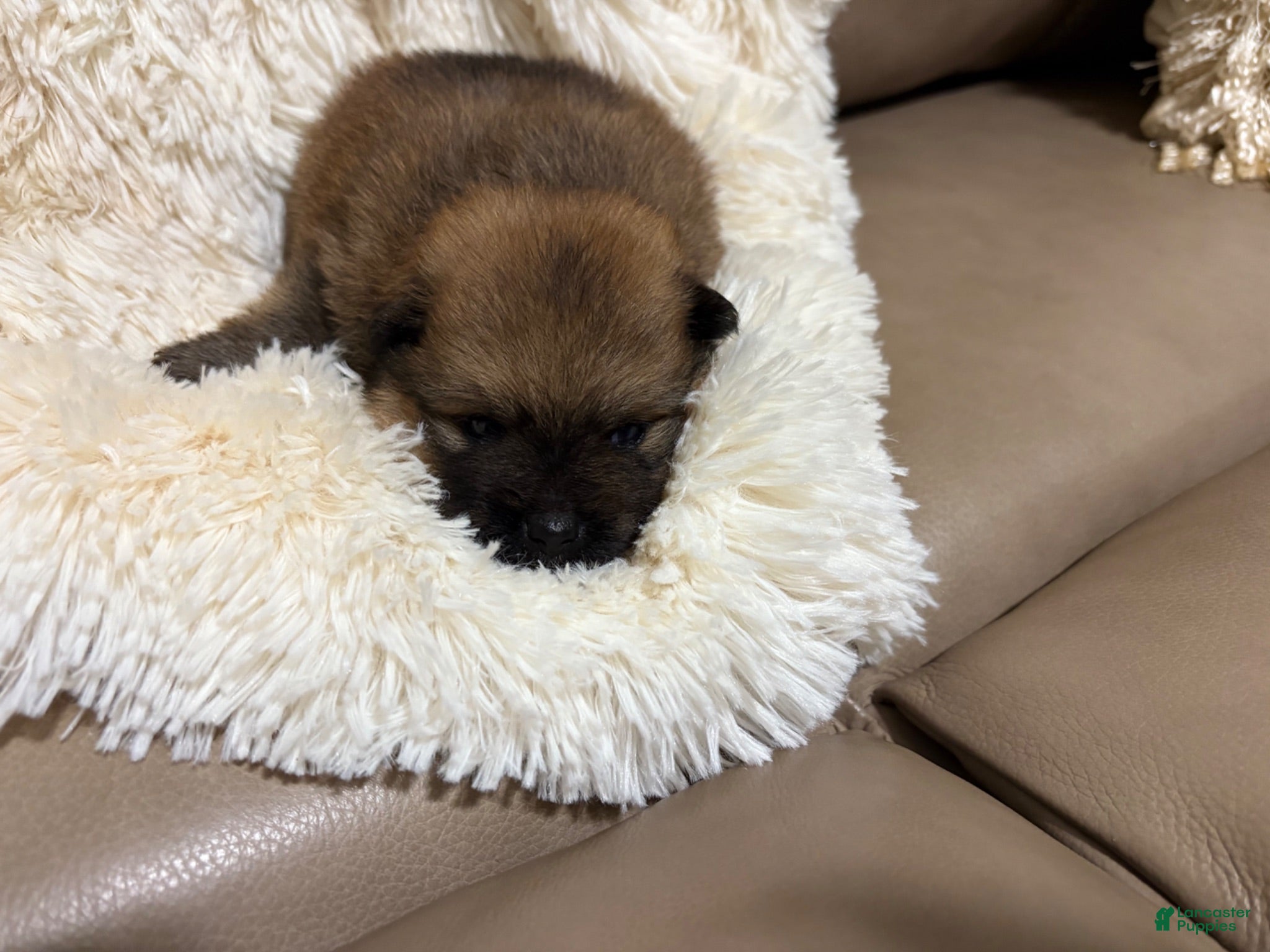 Pomeranian dogs Pomeranian 2 - Ad 2