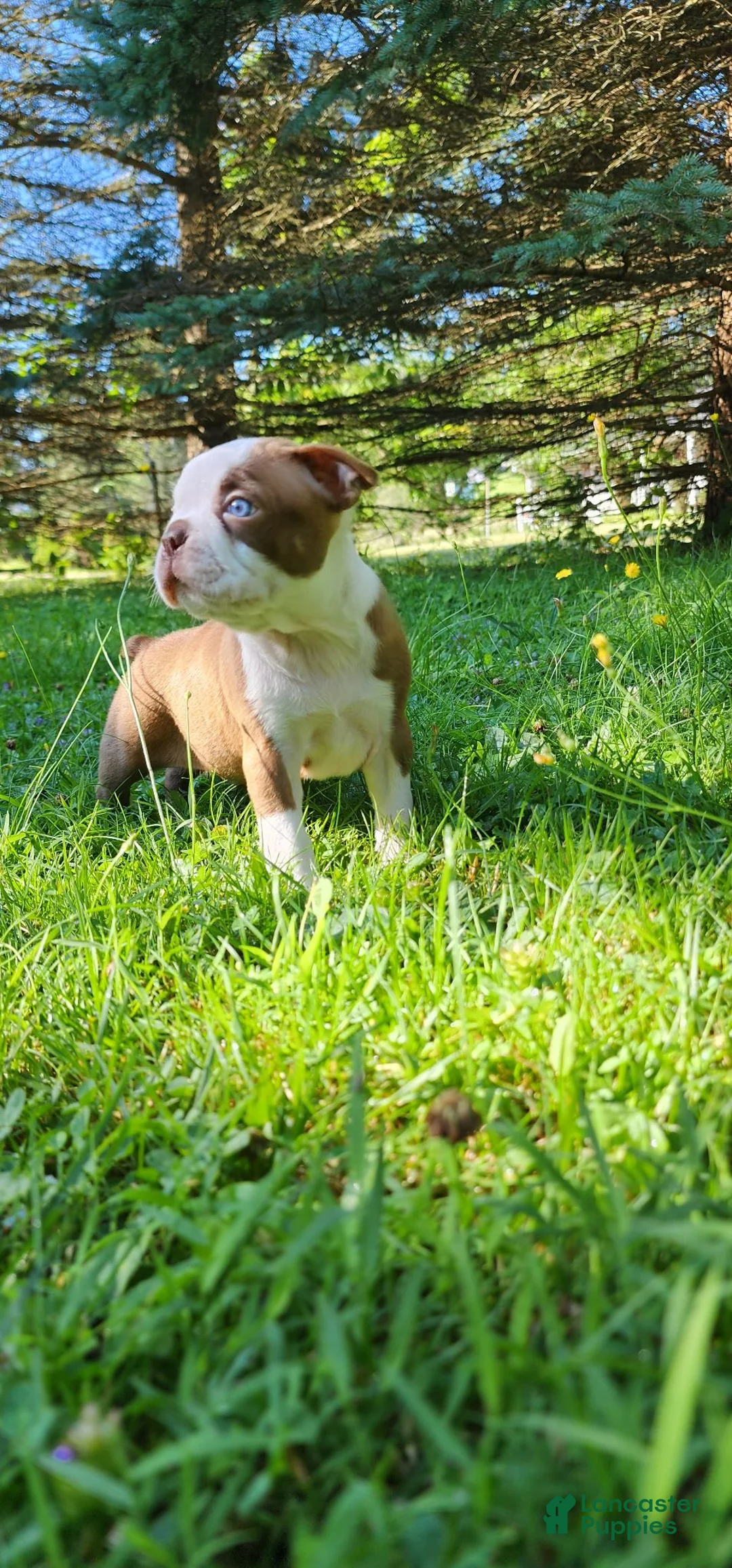 Boston Terrier dogs for sale: Libra (male 2) - Ad 4