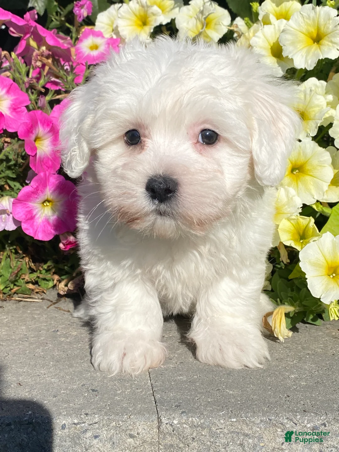Coton De Tulear dogs for sale: Cowboy - Ad 4