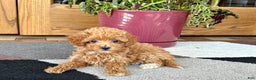 Maltipoo dogs for sale: Maltipoo Puppy 1 female  - Ad 6