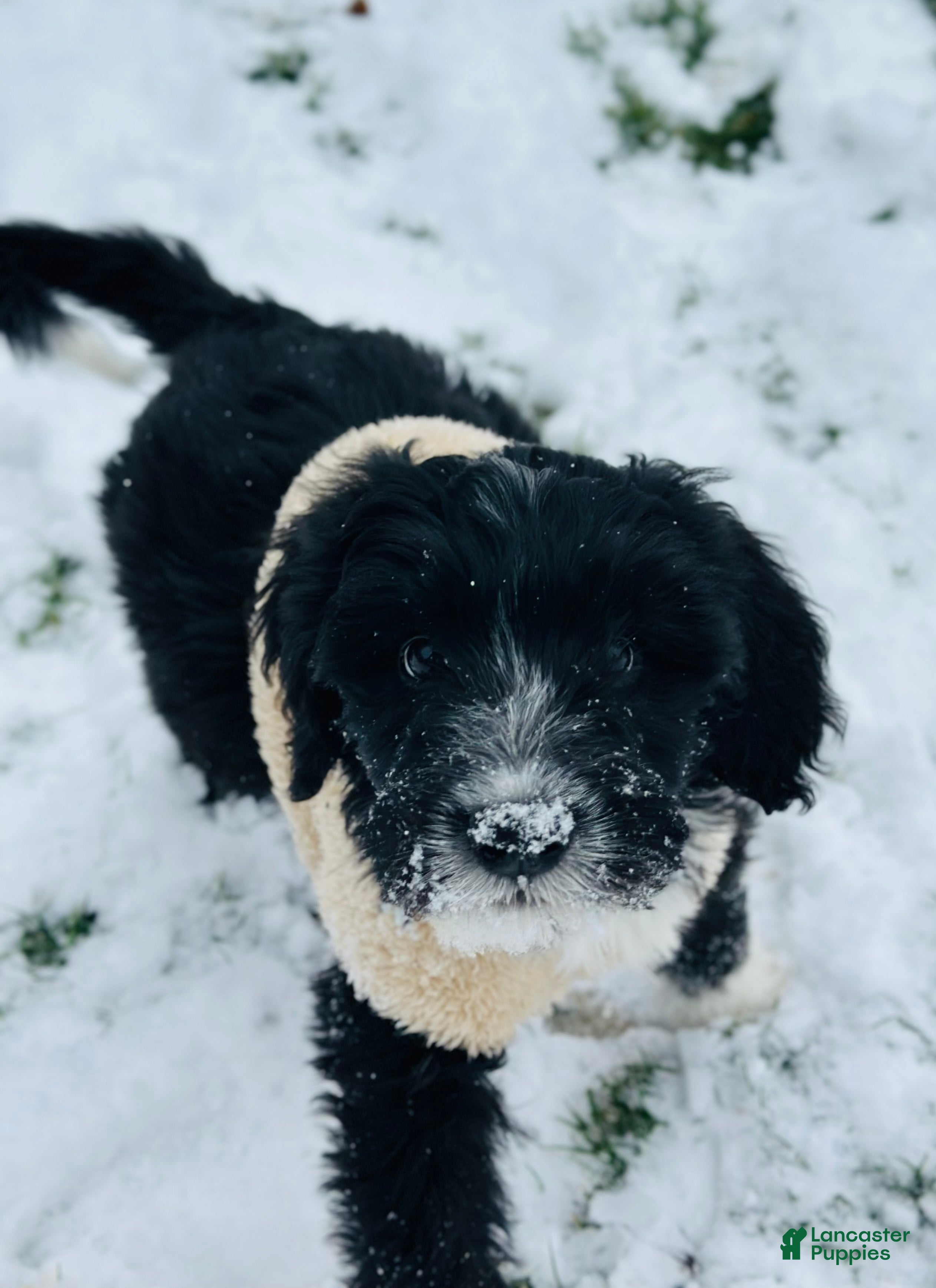 Bernedoodle dogs Knit  - Ad 20