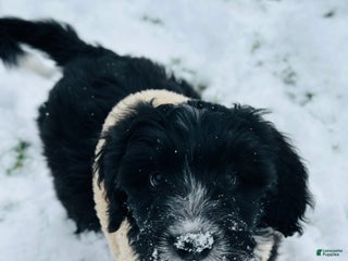 Bernedoodle dogs Knit - Ad 20