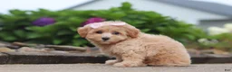 Maltipoo dogs for sale: Nellie - Ad 7