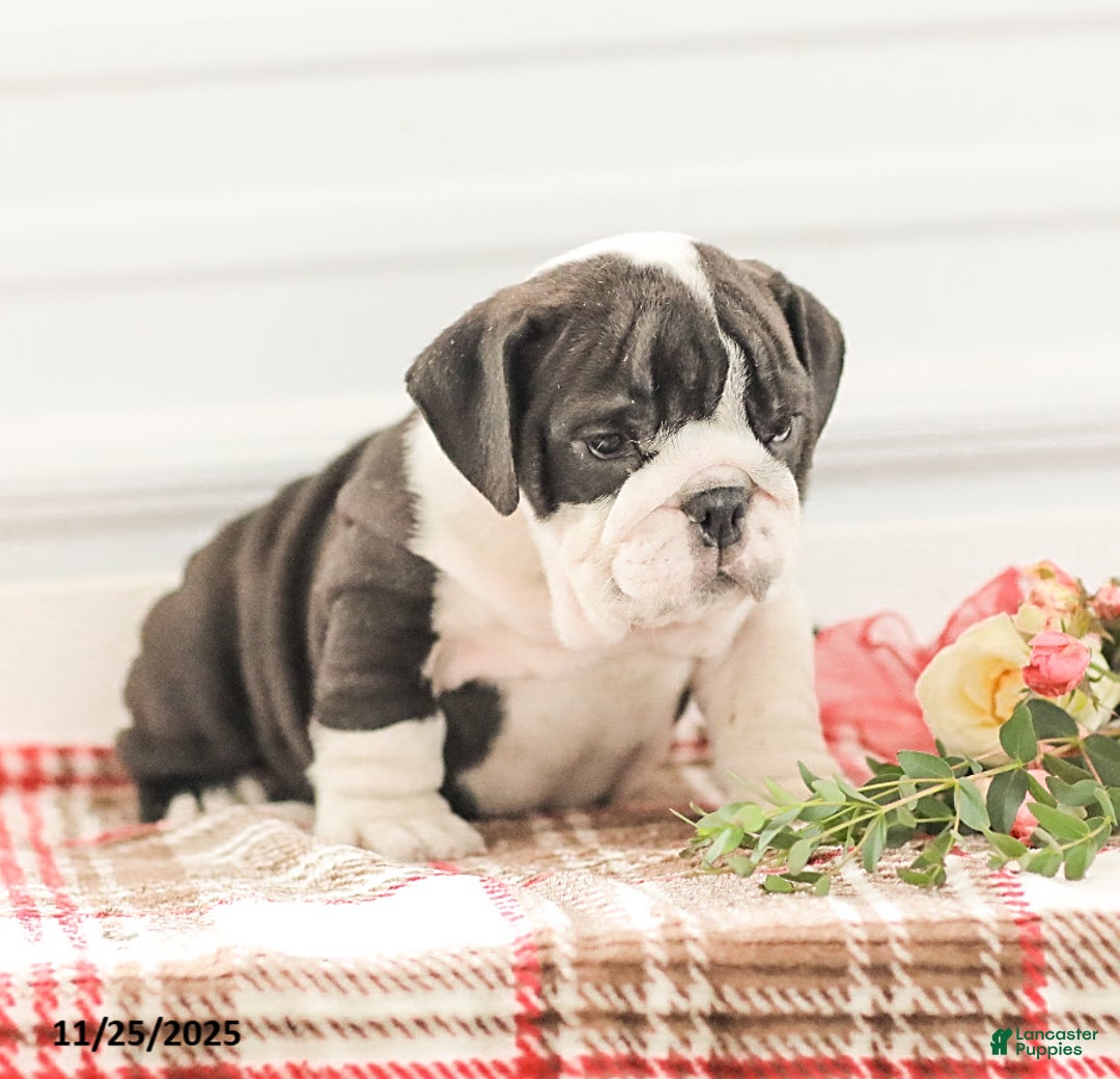 English Bulldog dogs for sale: Rex - Ad 5