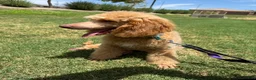 Mixed Breed dogs for sale: Mixed Breed 1 - Ad 7