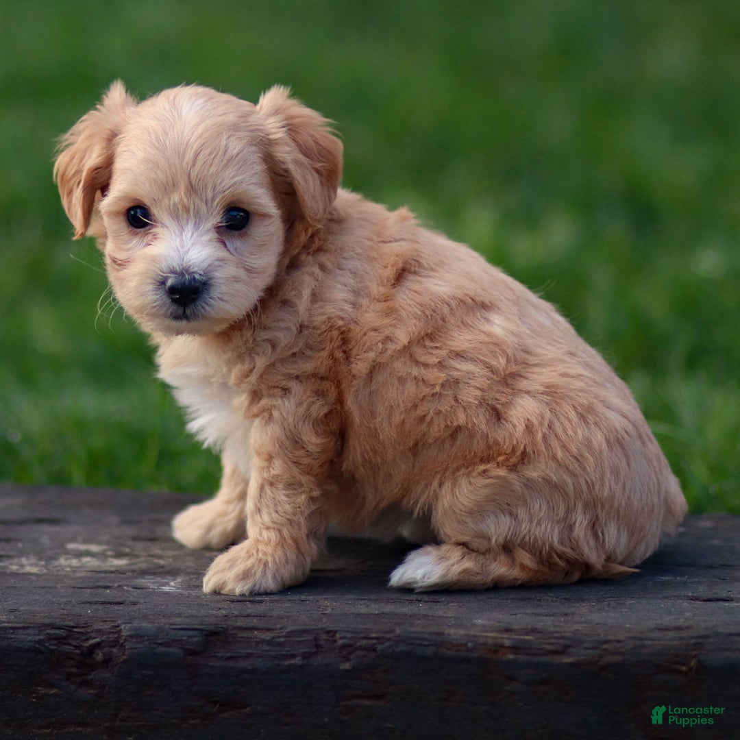 Maltipoo dogs for sale: Sondra - Ad 8