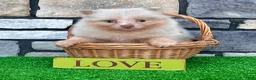 Pomeranian dogs for sale: Fluffy - Ad 3