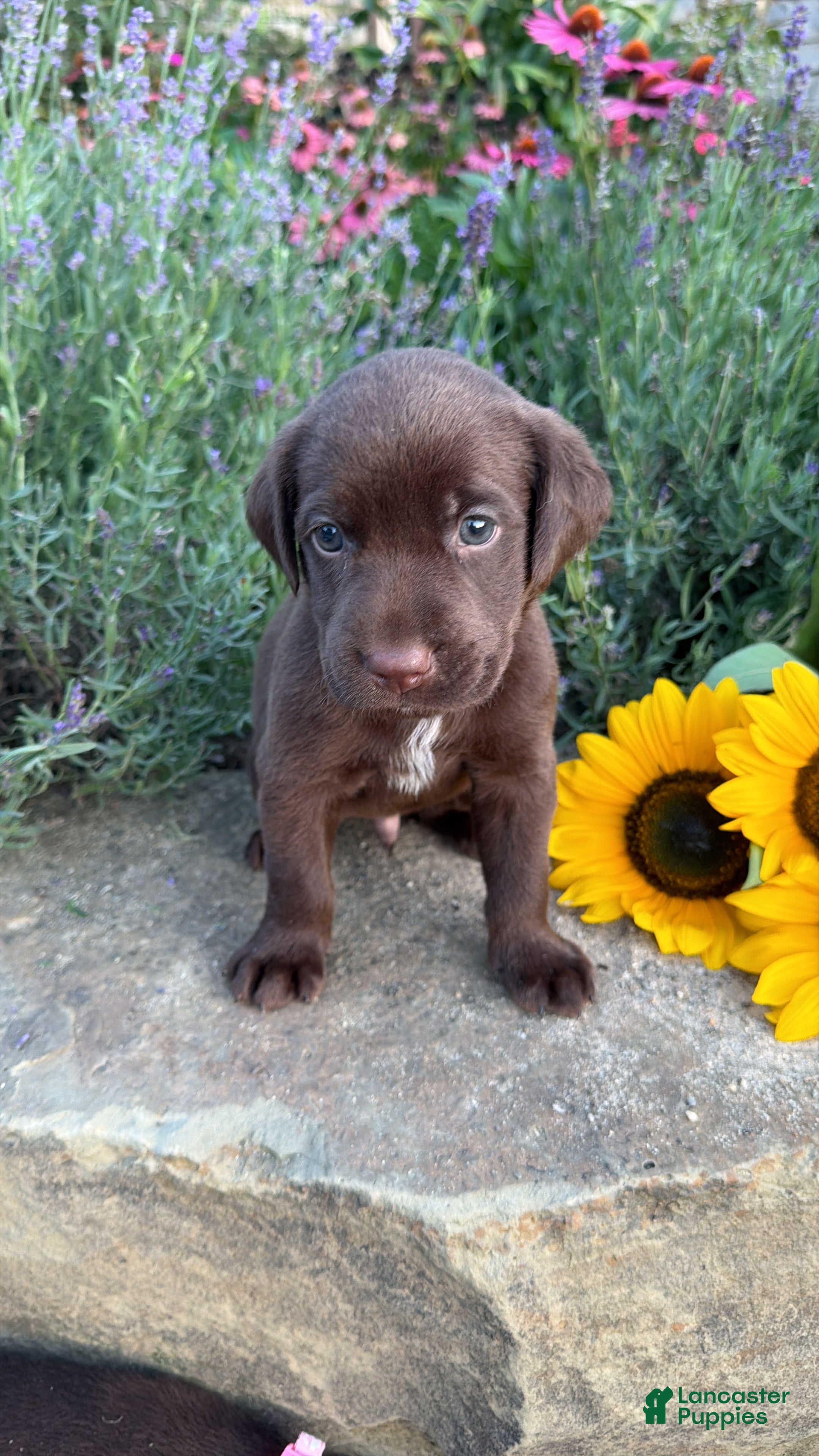 Labrador Retriever dogs Zeke - Ad 1