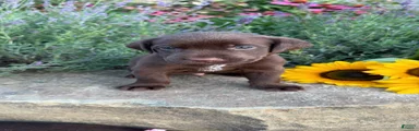 Zeke