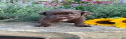 Labrador Retriever dogs for sale: Zeke - Ad 1