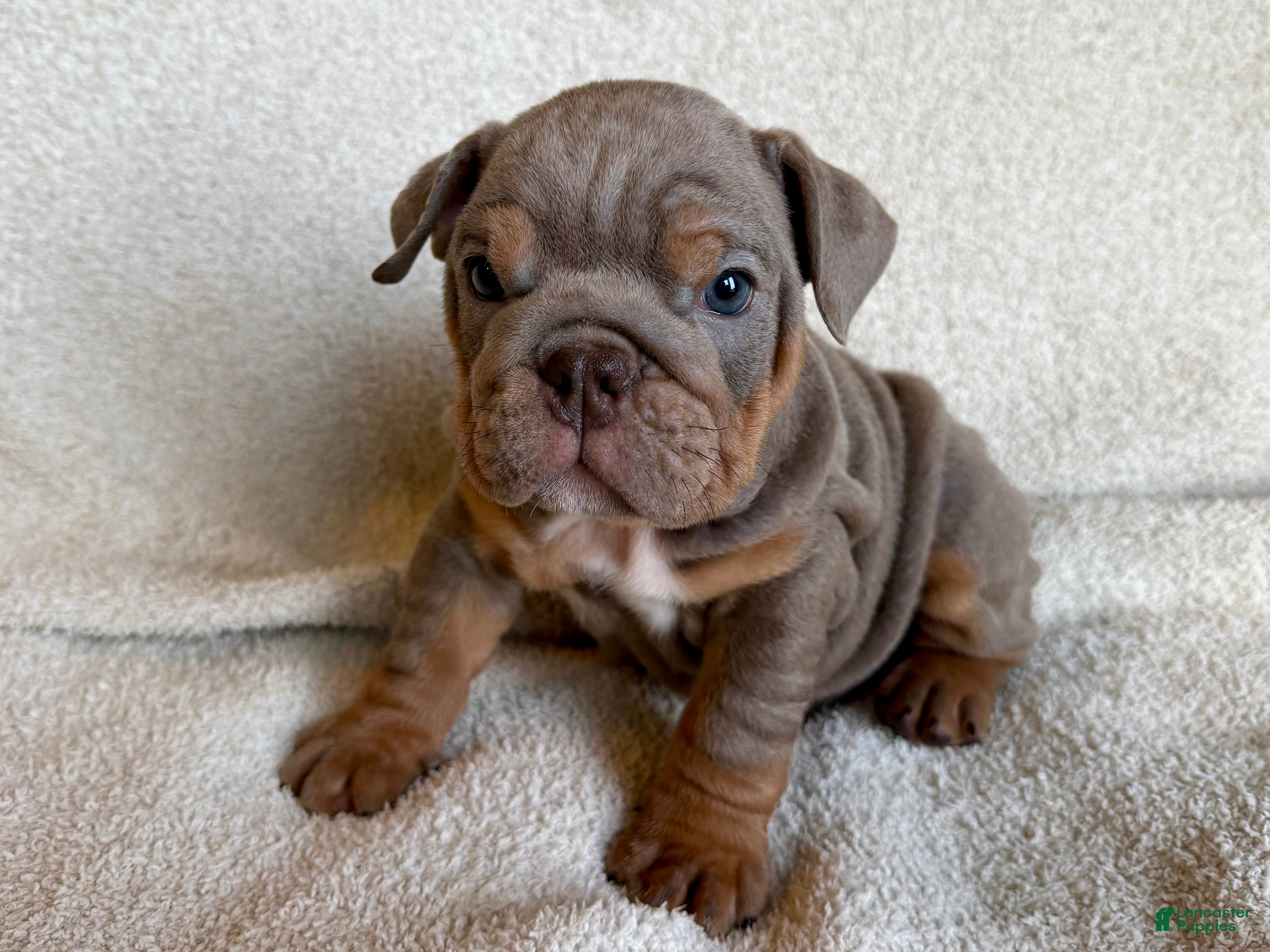 English Bulldog dogs Lila - Ad 2