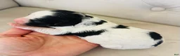 Bernedoodle dogs for sale: Apollo ❤️ micro mini Bernedoodle  - Ad 2