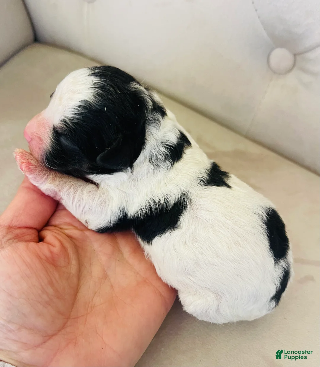 Bernedoodle dogs for sale: Apollo ❤️ micro mini Bernedoodle  - Ad 2