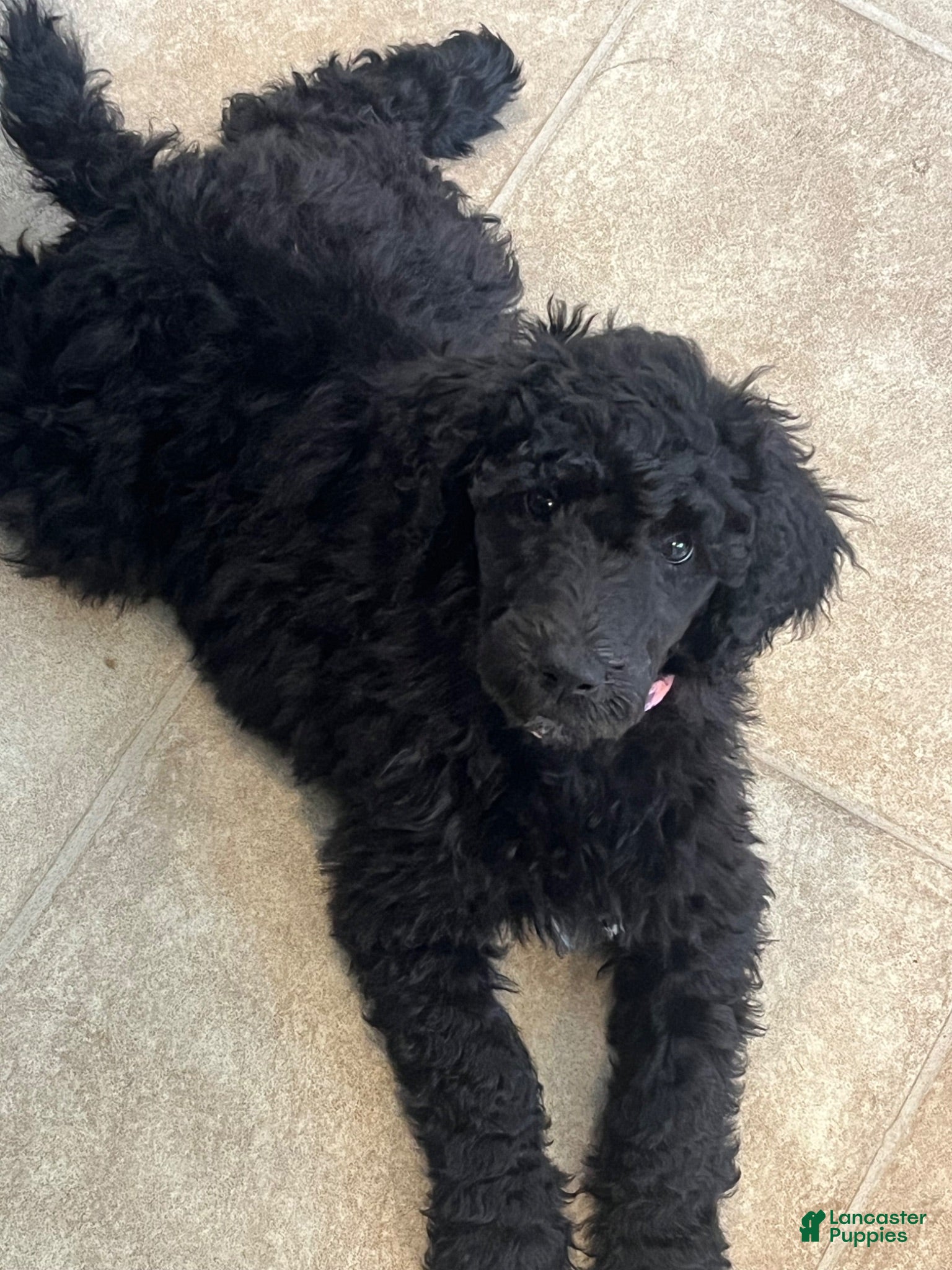 Standard Poodle dogs Millie AKC  - Ad 2