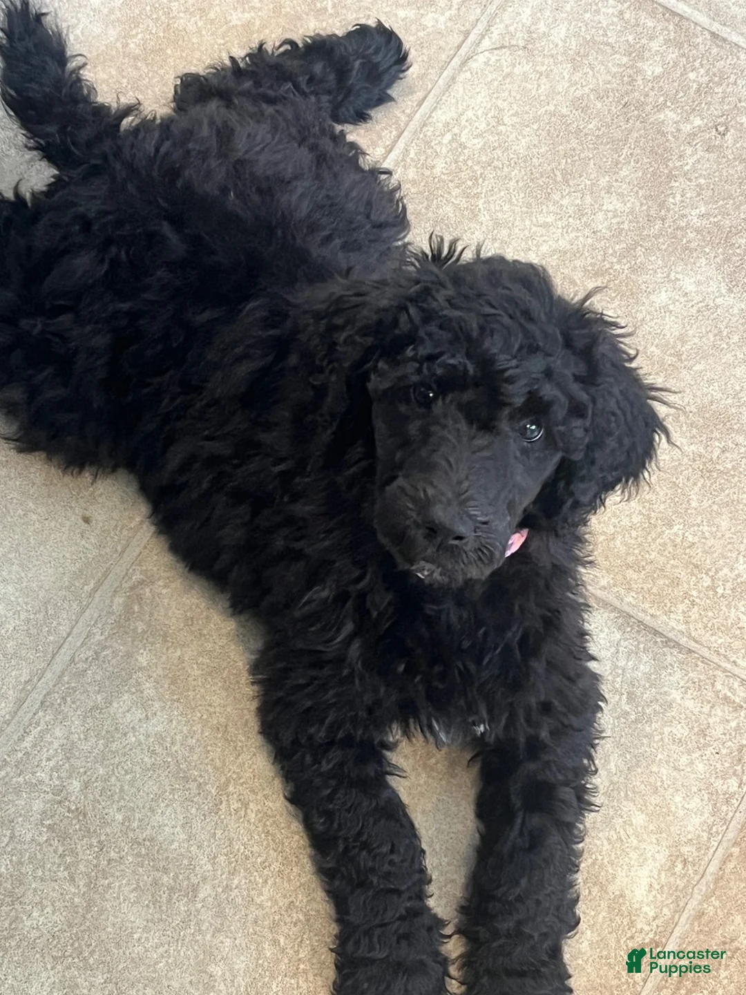 Standard Poodle dogs for sale: Millie AKC  - Ad 2