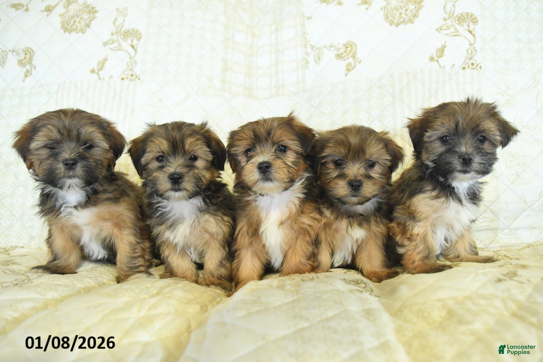 Shorkie dogs for sale: Kade  - Ad 5