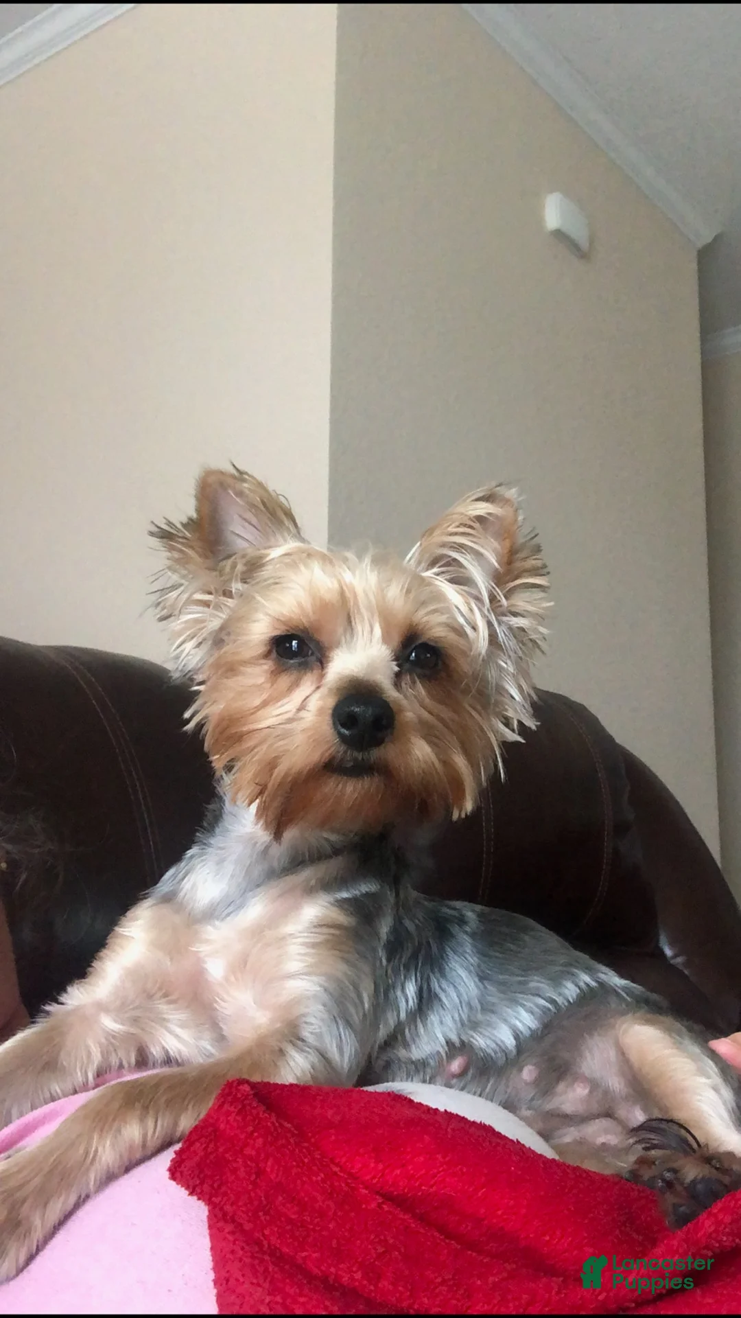 Mixed Breed dogs for sale: Machito  - Ad 3