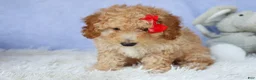 Miniature Poodle dogs for sale: WAYLON - Ad 7