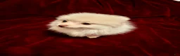 Pomeranian dogs for sale: Pomeranian 2 sherbet  - Ad 4