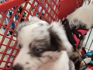 Miniature Australian Shepherd dogs - Ad 7