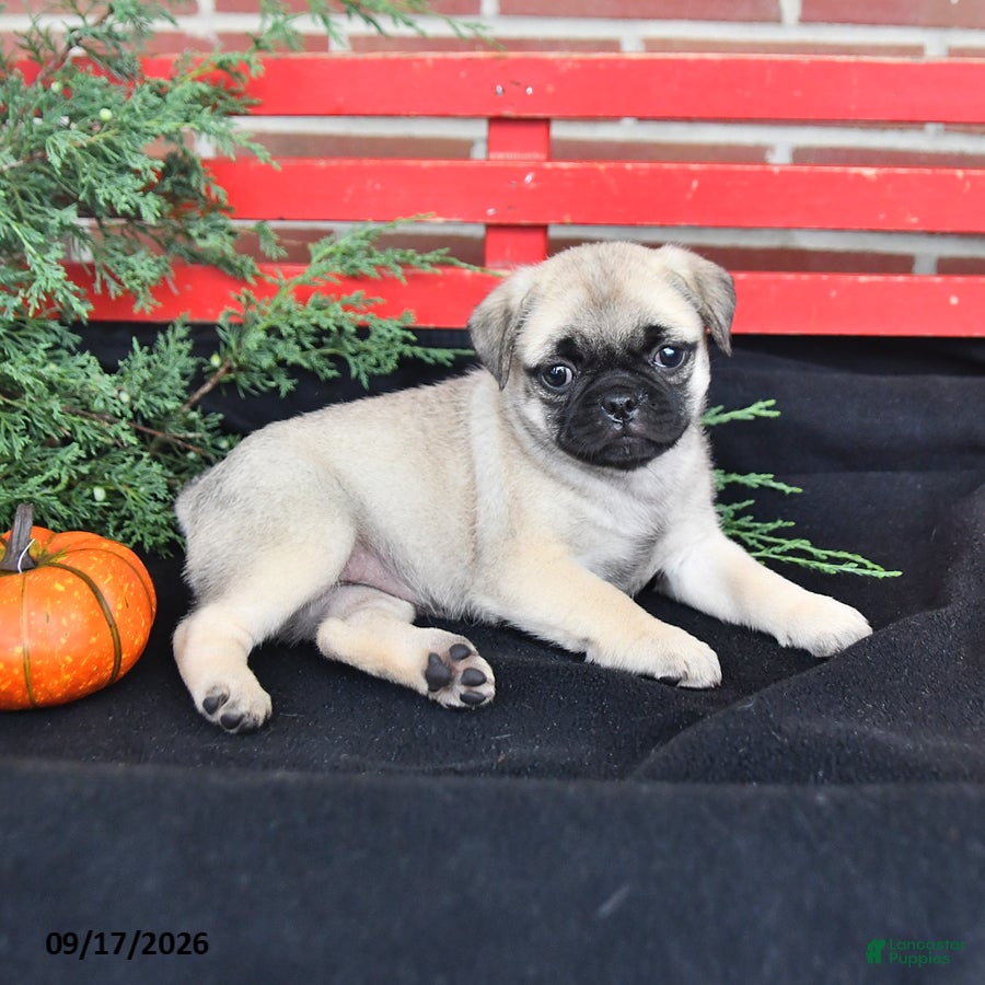 Mixed Breed dogs Lilac - Ad 2