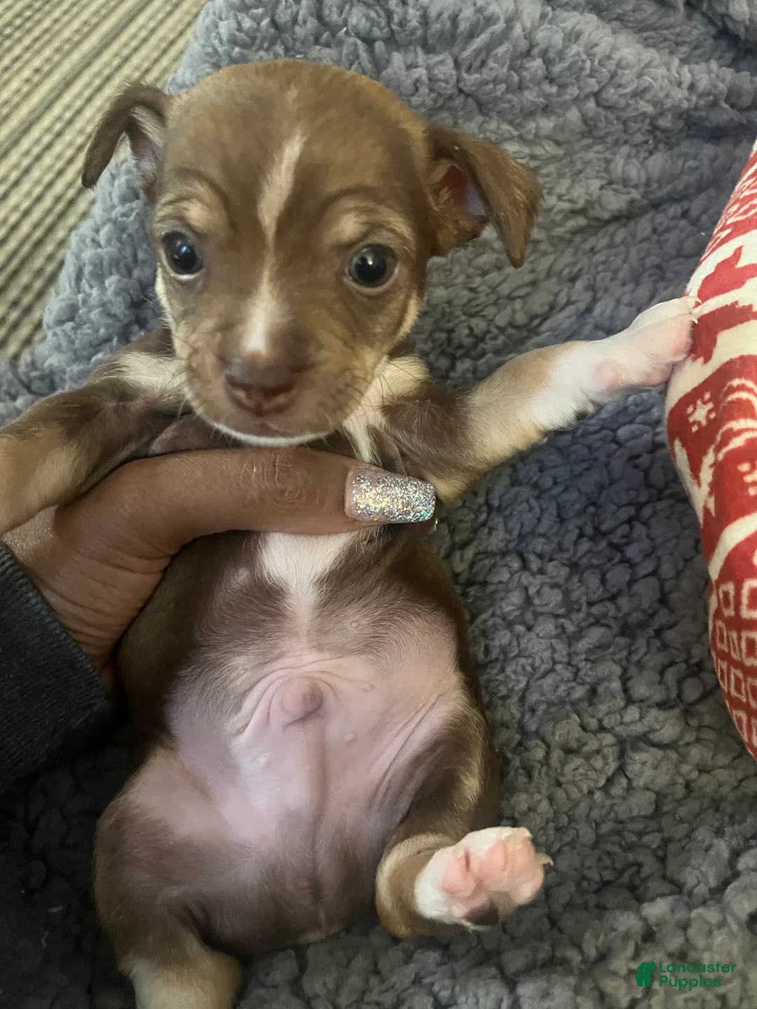 Chihuahua dogs for sale: Chihuahua Puppy 1 - Ad 5