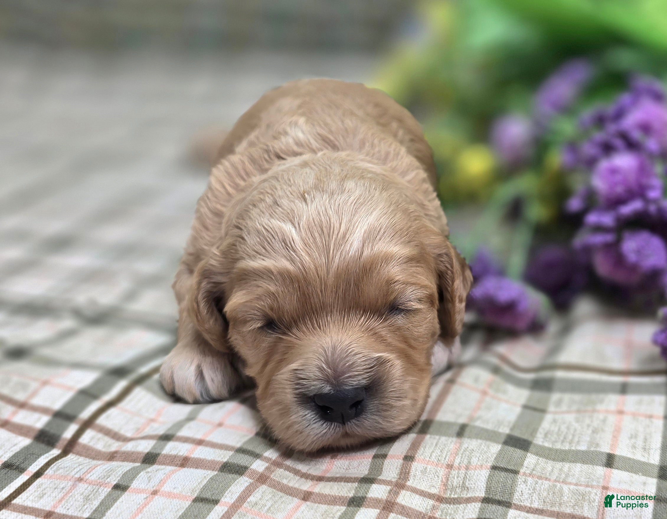 Cockapoo dogs Knotty - Ad 12