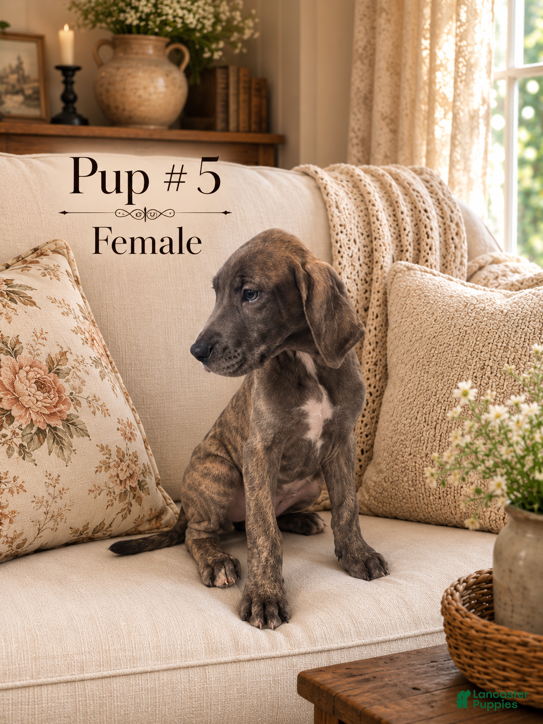 Great Dane dogs Great Dane 5 - Ad 34