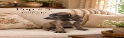 Great Dane dogs for sale: Great Dane 5 - Ad 1
