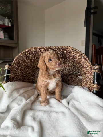 Mini Goldendoodle dogs Daisy - Ad 1