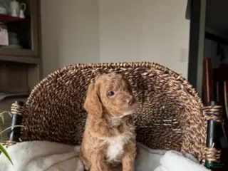 Mini Goldendoodle dogs for sale: Daisy - Ad 4