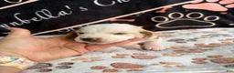 Basset Hound dogs for sale: Basset Hound 4 - Ad 3