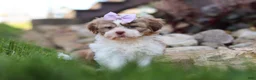 Shih Tzu dogs for sale: Ember - Ad 12