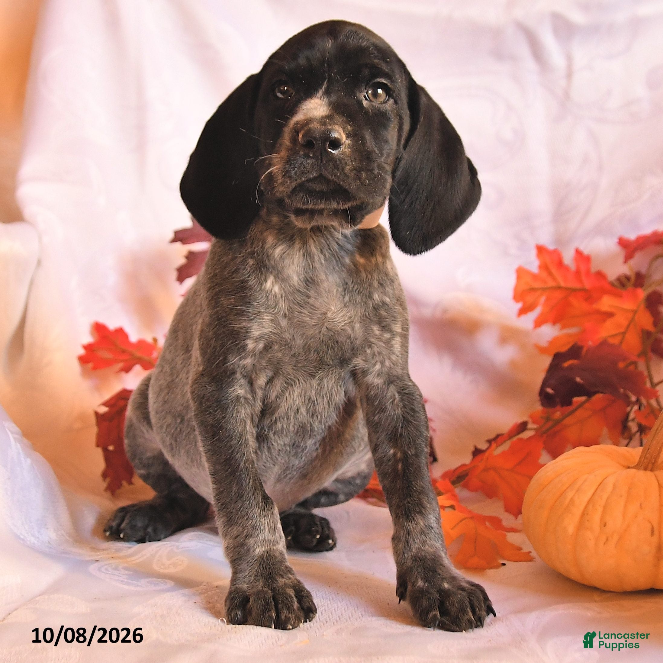 German Shorthaired Pointer dogs for sale: Cheif - Ad 1