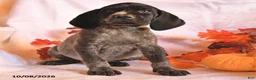 German Shorthaired Pointer dogs for sale: Cheif - Ad 3