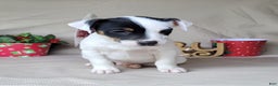 Jack Russell Terrier dogs for sale: "FIRE" of Westfork  - Ad 6