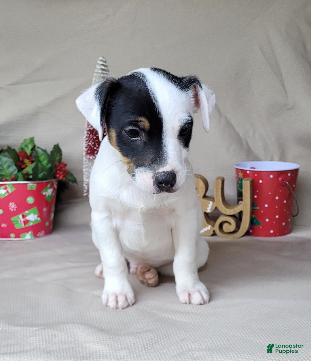 Jack Russell Terrier dogs for sale: "FIRE" of Westfork  - Ad 6