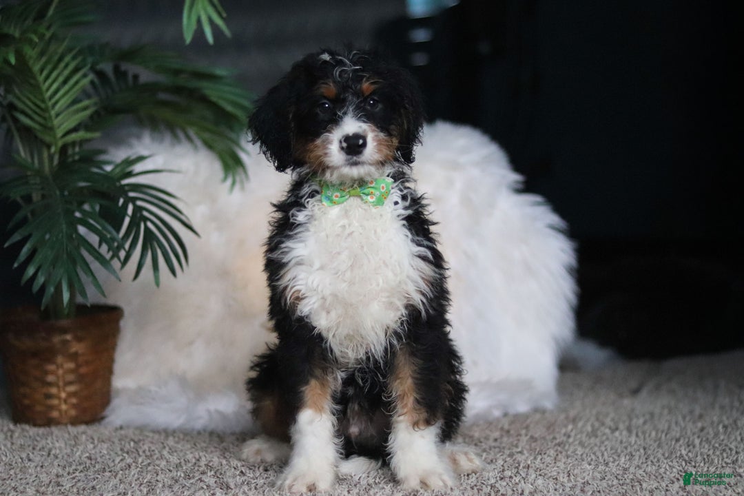 Mini Bernedoodle dogs for sale: Theodore - Ad 5