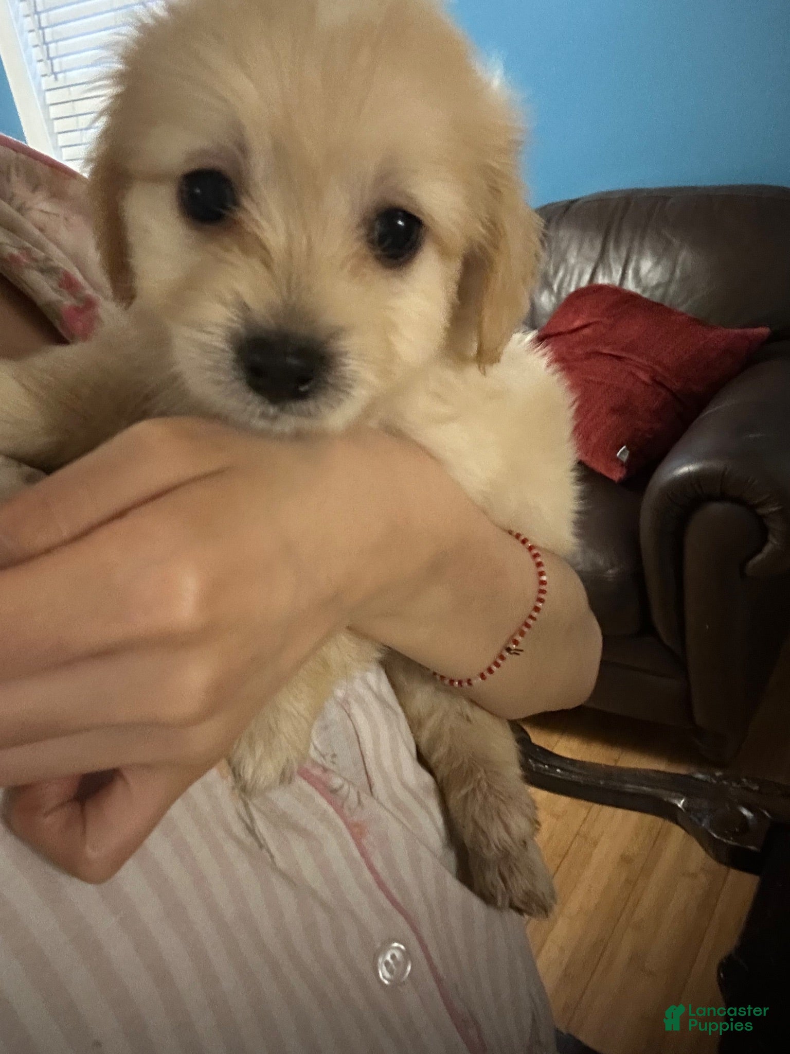 Mixed Breed dogs Maltese 3 - Ad 7