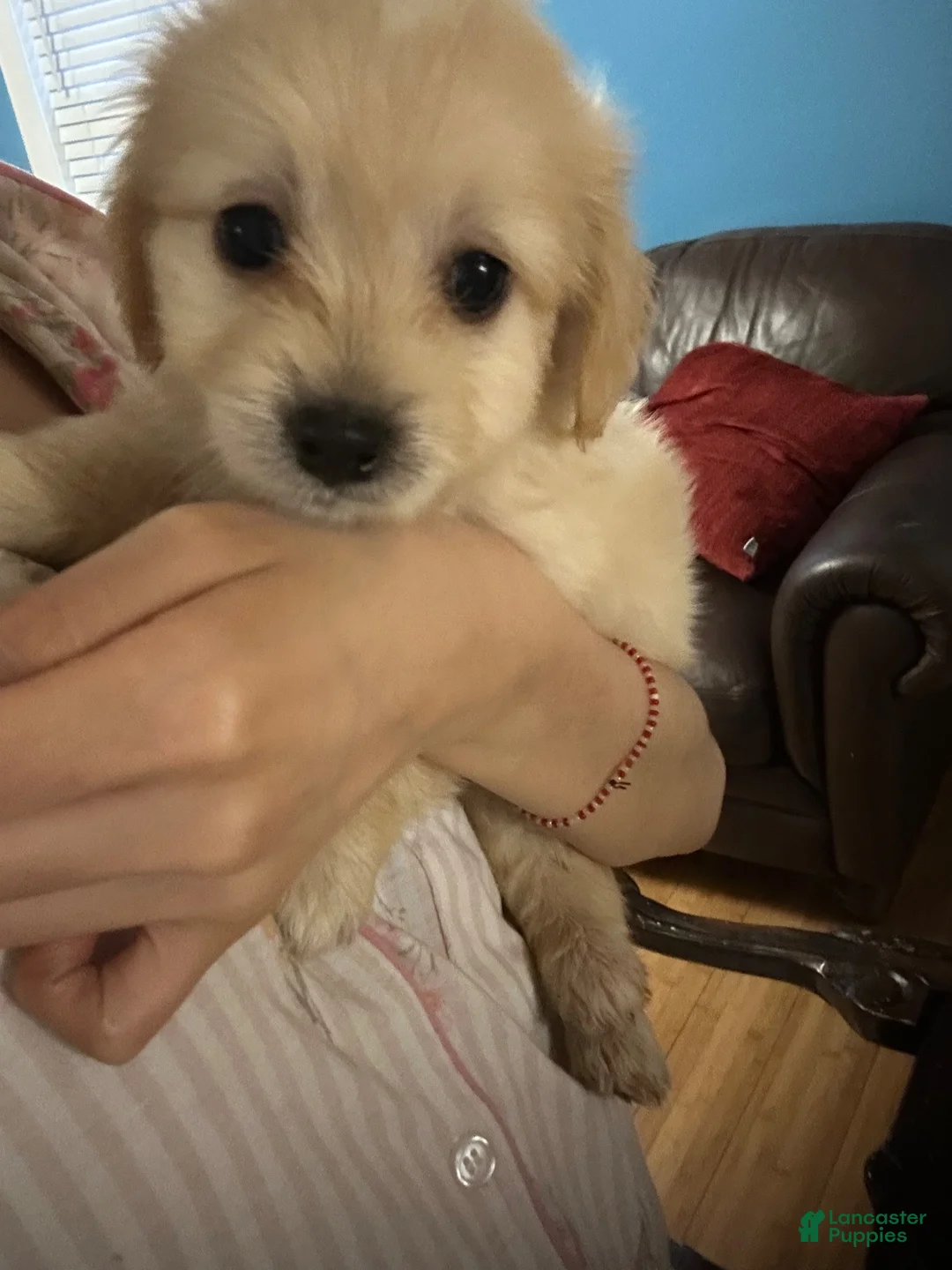 Mixed Breed dogs for sale: Maltese 3 - Ad 1