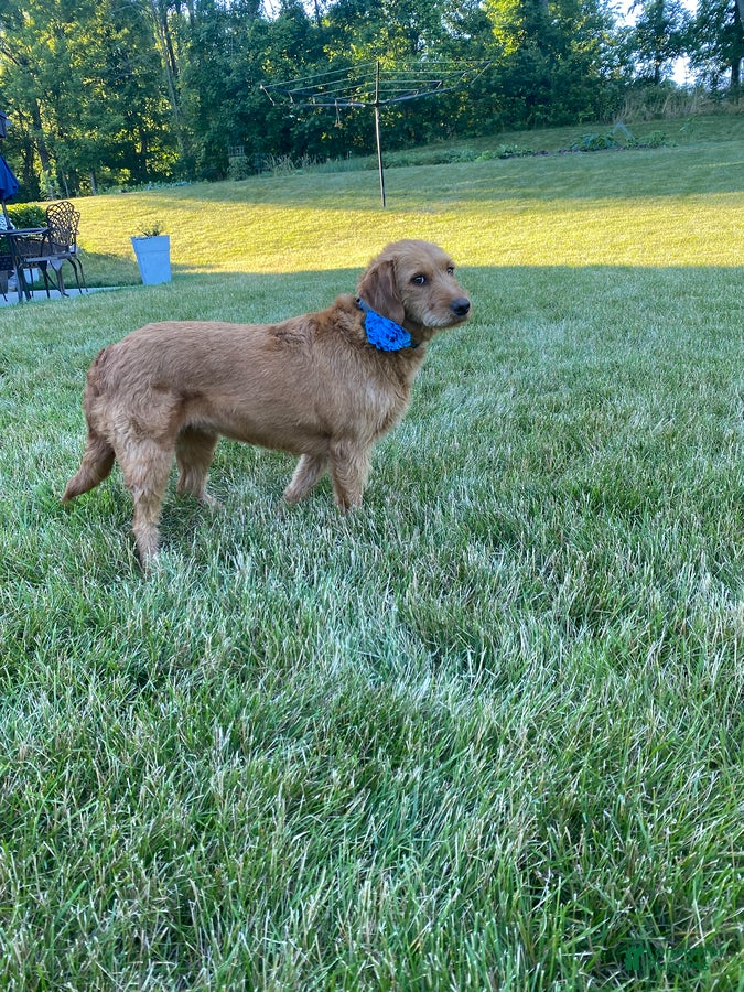 Miniature Labradoodle dogs Miles - Ad 2