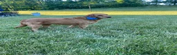 Miniature Labradoodle dogs for sale: Ali - Ad 2
