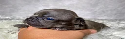 Frenchton dogs for sale: Mr. Kirby - Ad 3